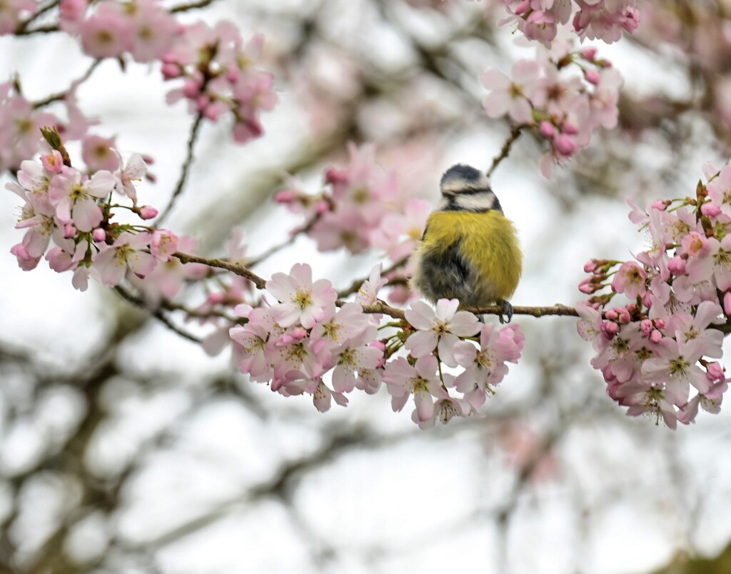 Blue tit in the blossom  by wendystout