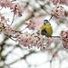 Blue tit in the blossom 