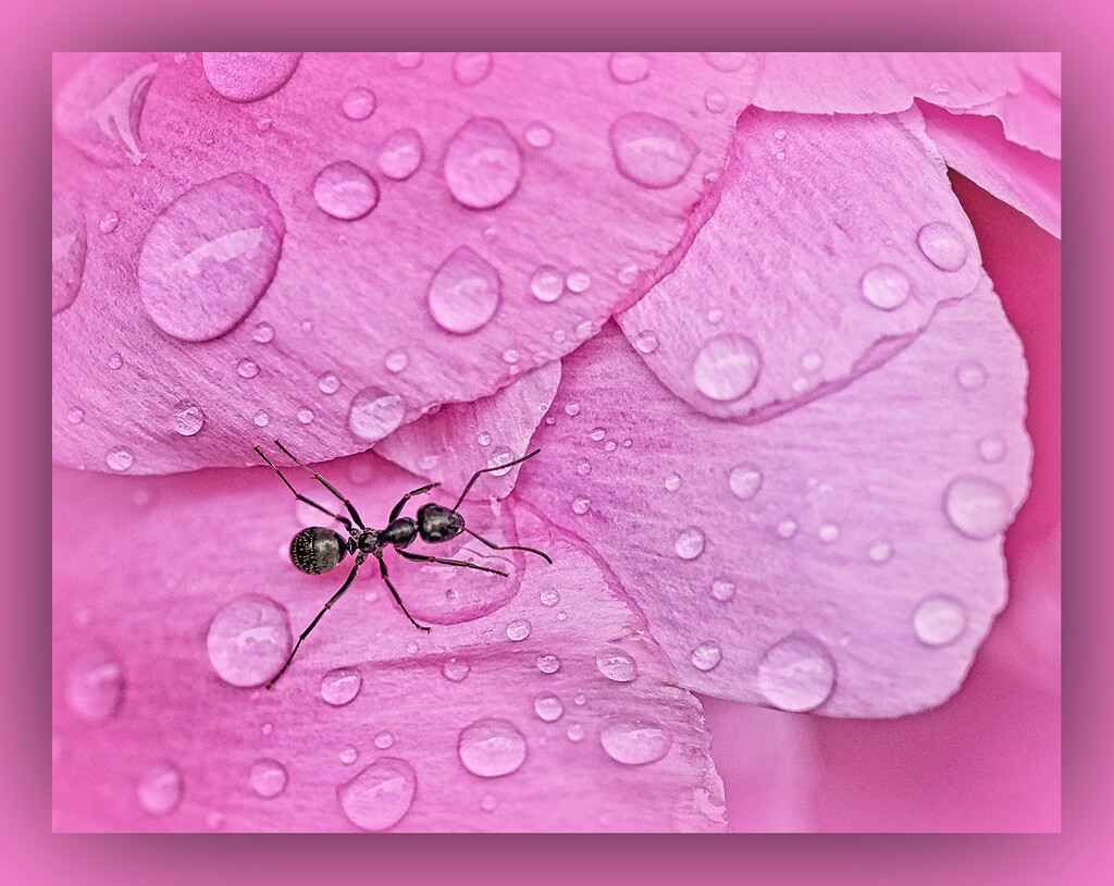 Ant and Pink Peony by gardencat