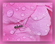 19th Mar 2023 - Ant and Pink Peony
