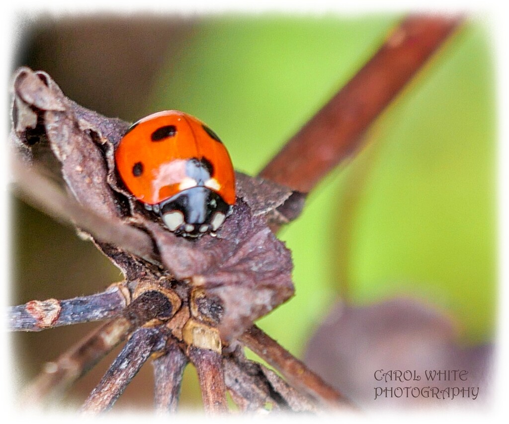 Ladybird,First Sighting This Year by carolmw