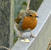 19th Mar 2023 - Friendly robin