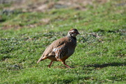 19th Mar 2023 - Red legged partridge 