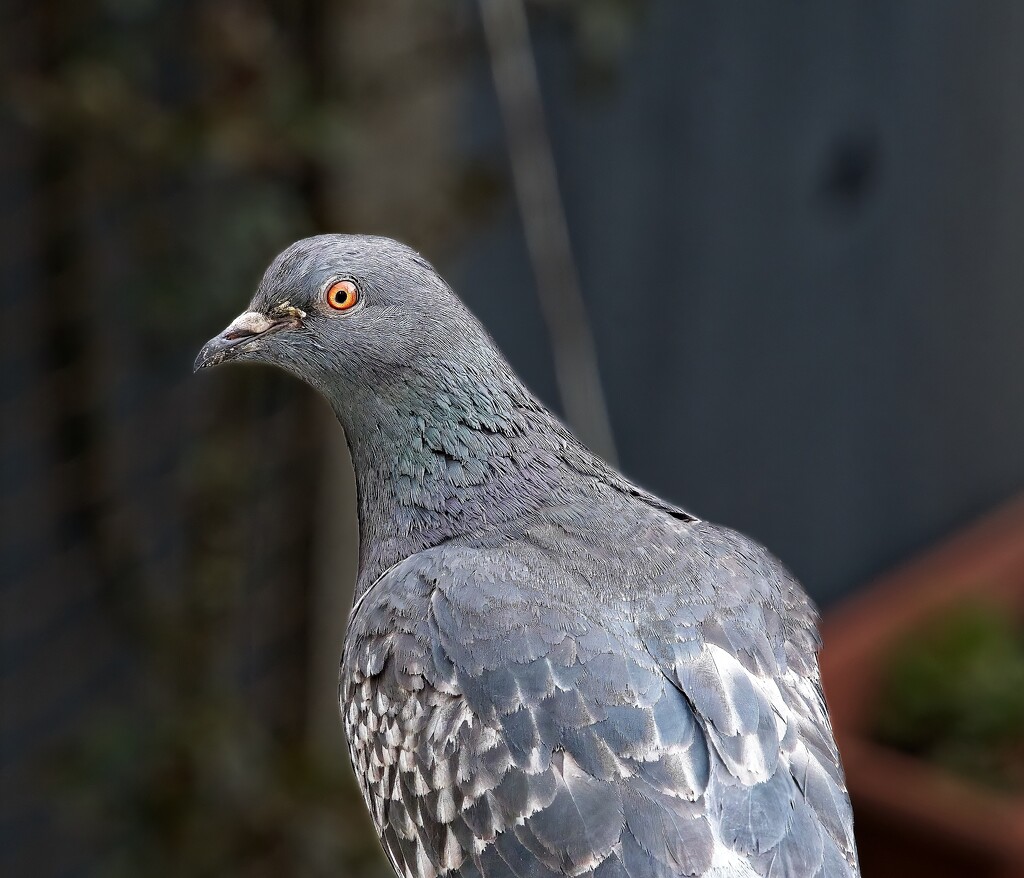 Super Cool Pigeon by billyboy