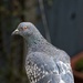 Super Cool Pigeon by billyboy