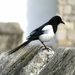 Magpie by fishers