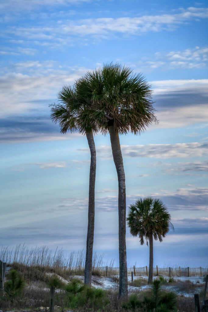 Hunting Island State Park  by kvphoto