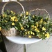 Daffodil Posies