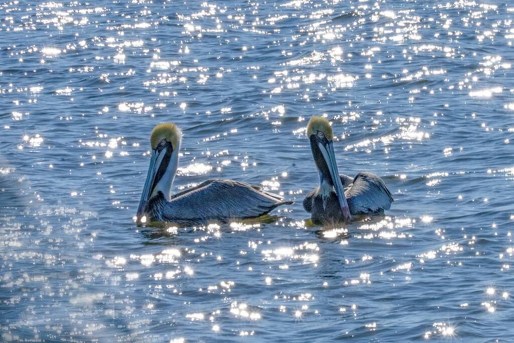 Brown Pelicans in Mating Attire by k9photo