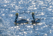 15th Mar 2023 - Brown Pelicans in Mating Attire