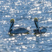 Brown Pelicans in Mating Attire