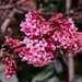 Pink Viburnum  by serendypyty