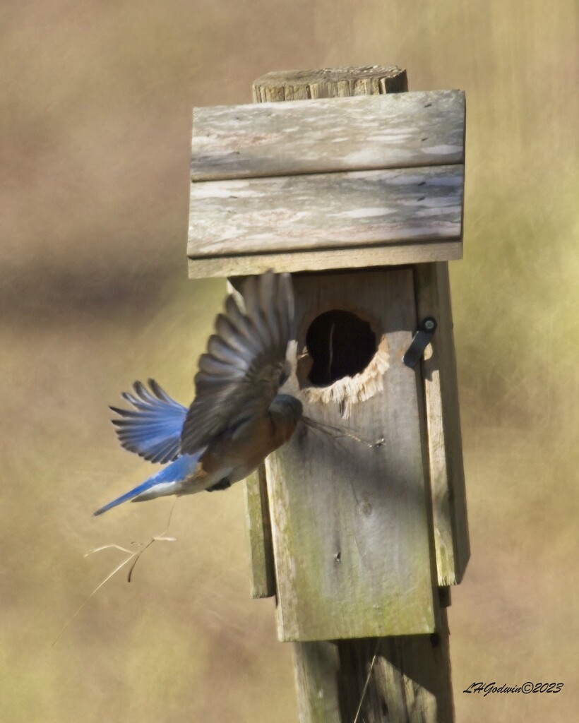 LHG_9043 Bluebird  with straw for the nest by rontu
