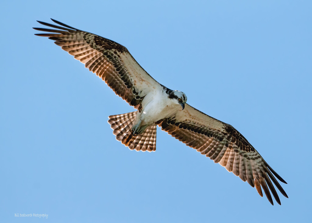 Osprey overhead... by photographycrazy