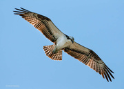 19th Mar 2023 - Osprey overhead...