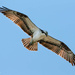 Osprey overhead...