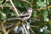 19th Mar 2023 - LONG TAILED TIT