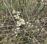12th Mar 2023 - Blossom and Barbed Wire