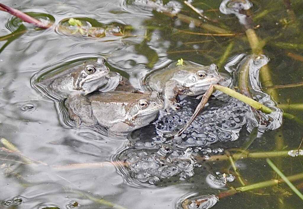 Frogs and Frogspawn by susiemc