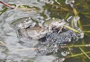 19th Mar 2023 - Frogs and Frogspawn