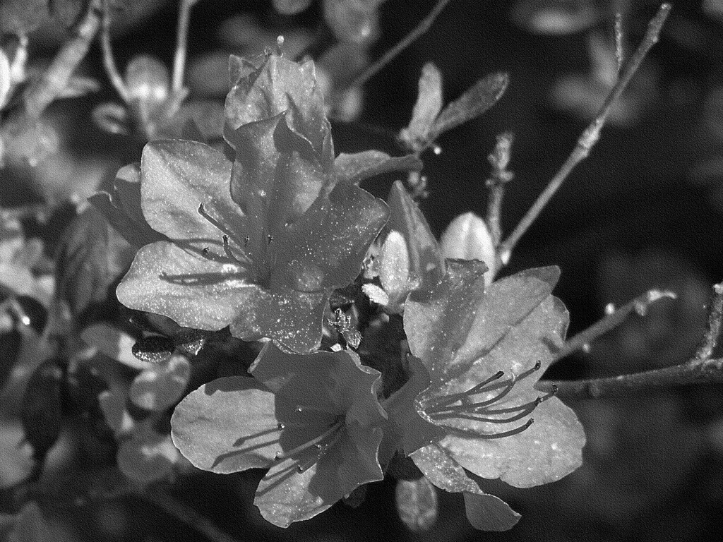 Azalea blossoms... by marlboromaam