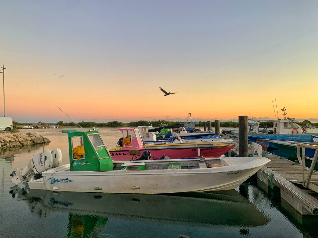 Sunset boats and bird.  by cocobella