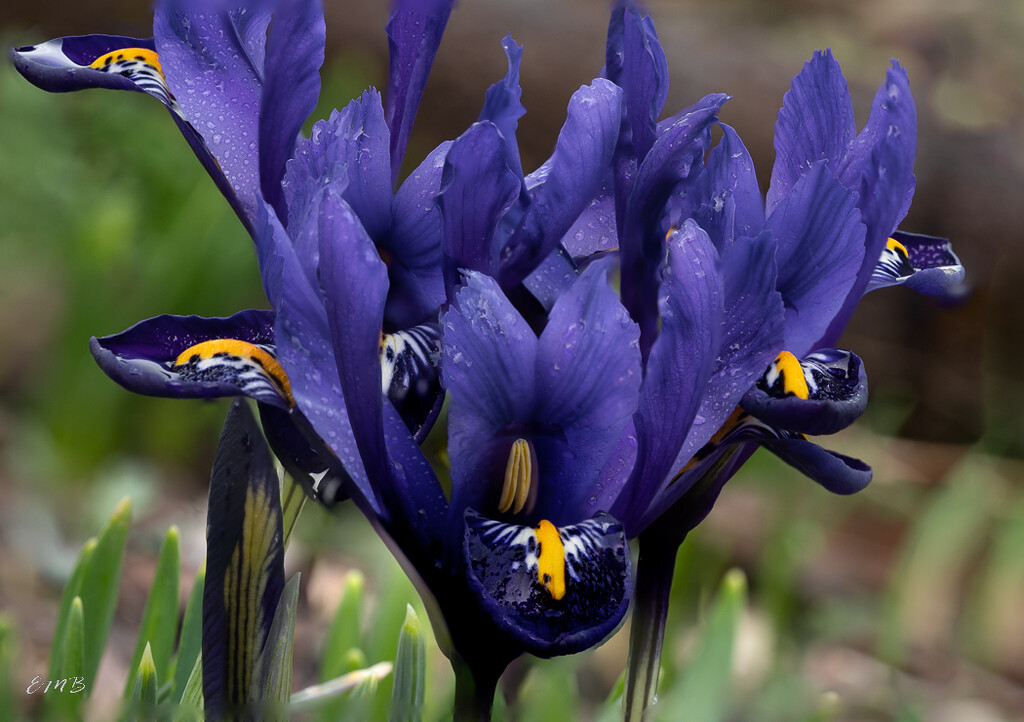 Purple Mini Iris by theredcamera