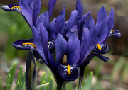 18th Mar 2023 - Purple Mini Iris
