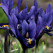 Purple Mini Iris