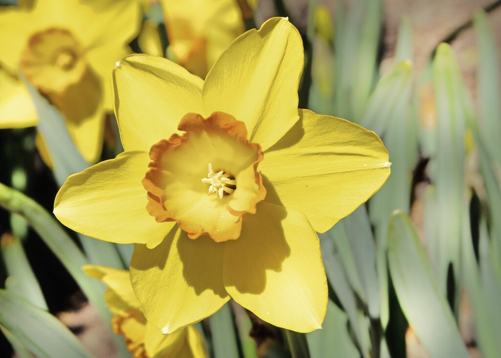 Daffodil by judyc57