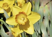 19th Mar 2023 - Daffodil