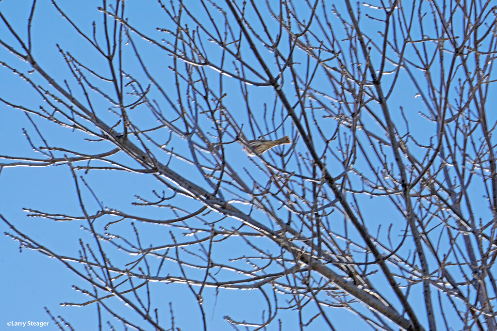 Song bird singing by larrysphotos