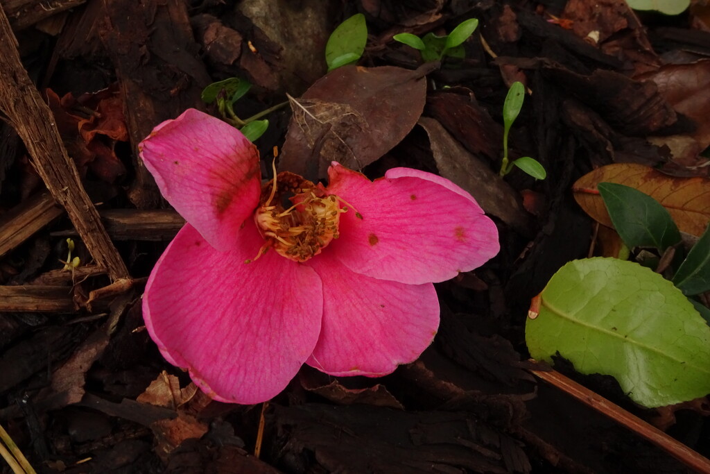 camellia by anniesue