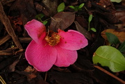 19th Mar 2023 - camellia