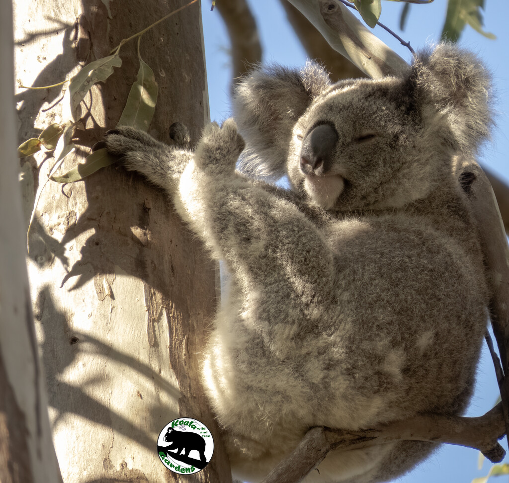 all my koala skills by koalagardens