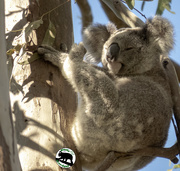 18th Mar 2023 - all my koala skills
