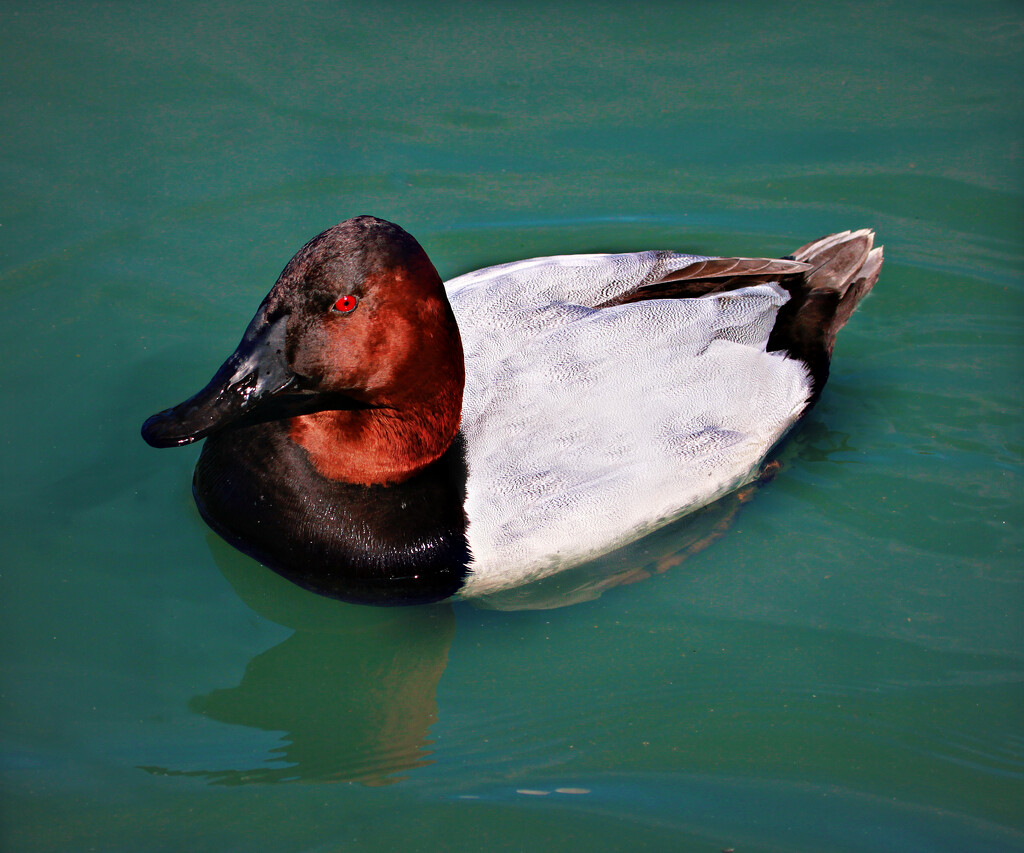 canvasback by ellene