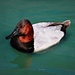 canvasback by ellene