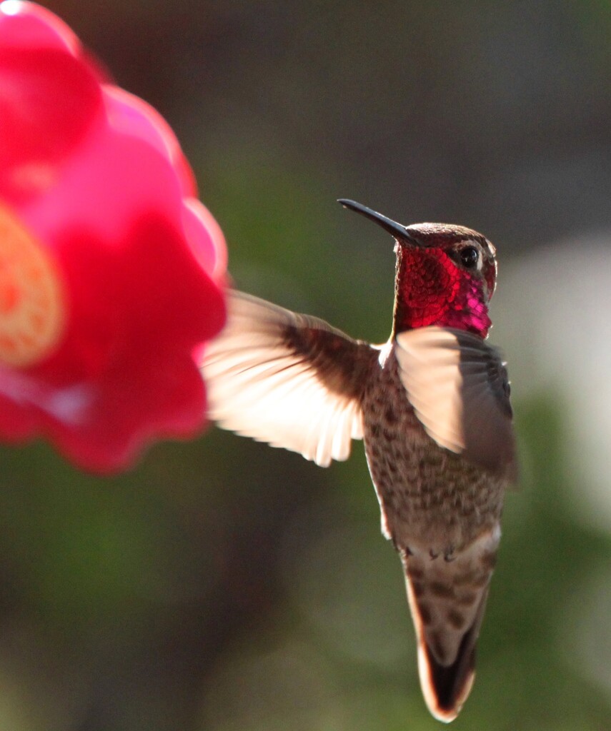 anna's hummingbird by ellene