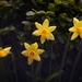 We Have Daffodils...Finally! by tina_mac