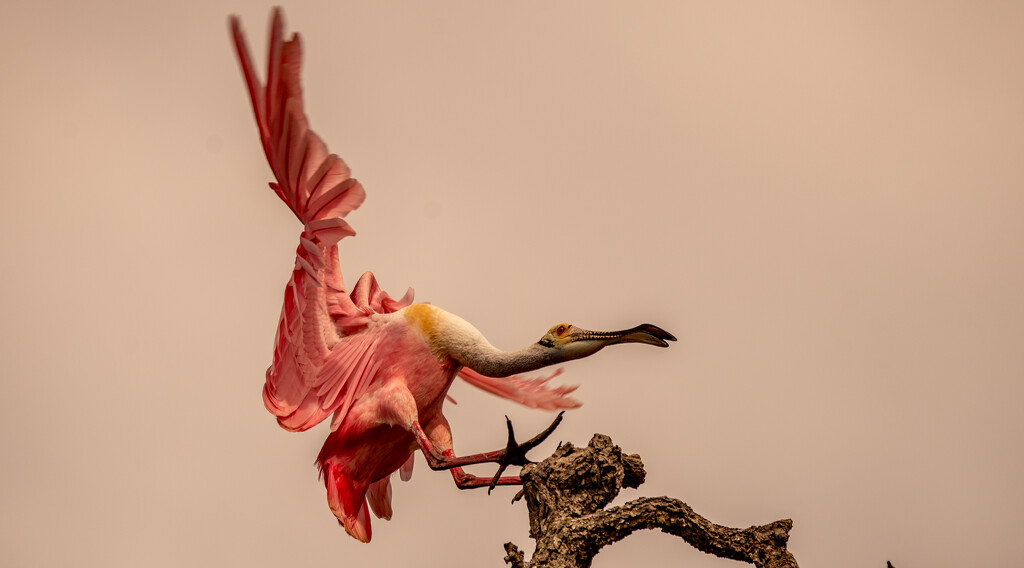 Spoonbill, Coming in for a Landing! by rickster549