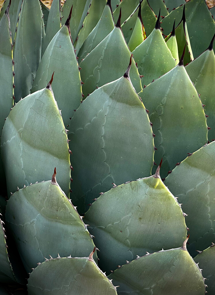 Agave by 365projectorgbilllaing