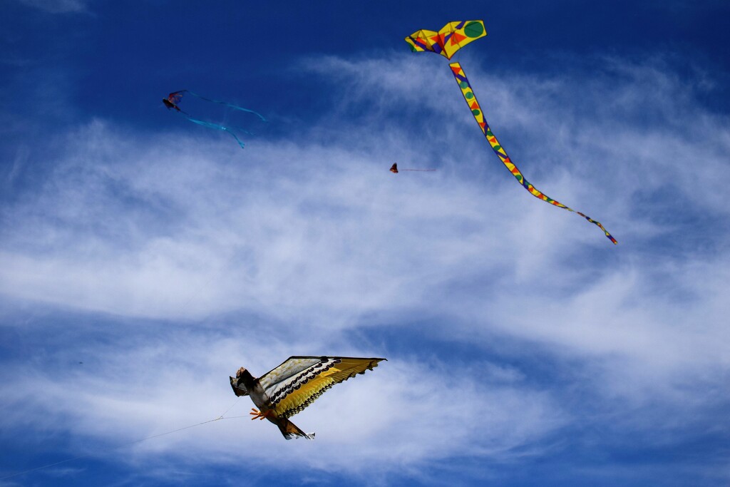 Flying kites Saturday by sandlily