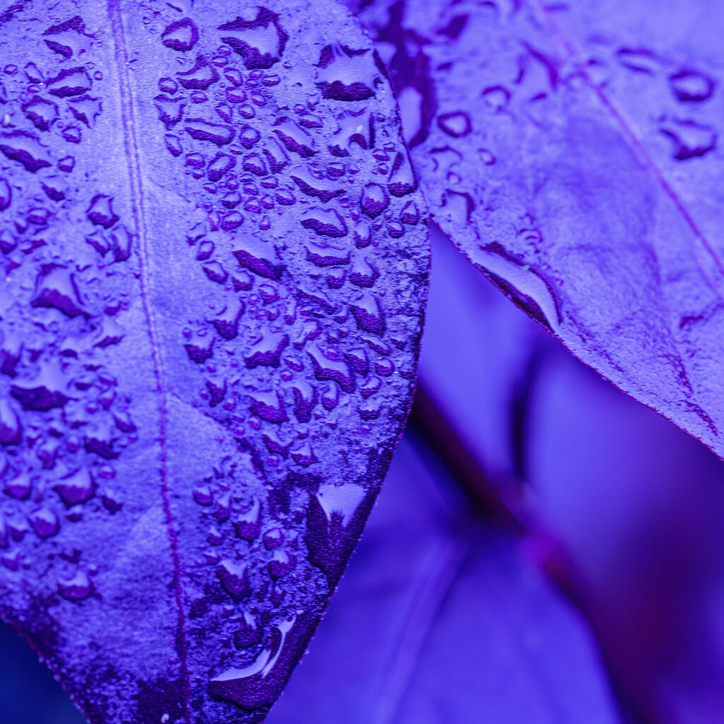 purple rain by koalagardens