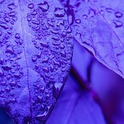 20th Mar 2023 - purple rain