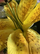 8th Mar 2023 - Yellow flower
