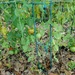 Spring Tomatoes
