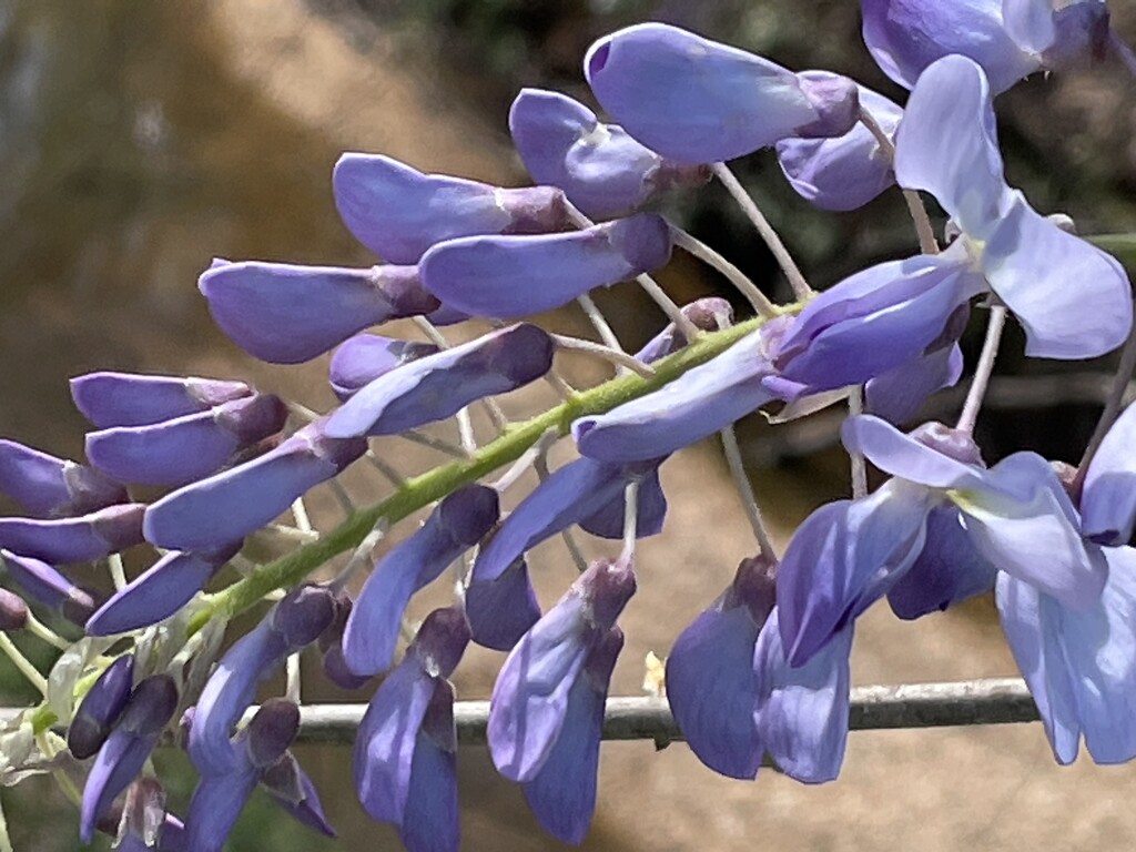 Purple wisteria  by homeschoolmom