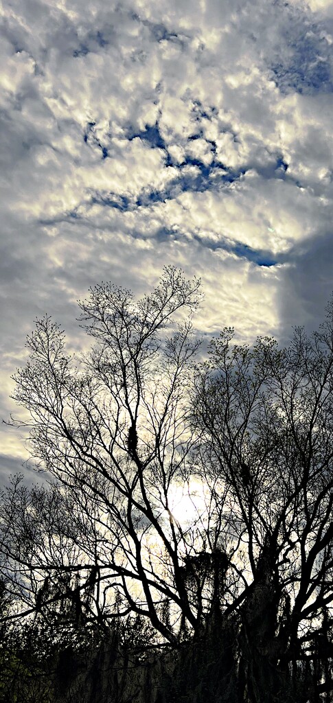 The clarity of a late  afternoon sky and trees  by congaree