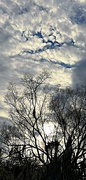 20th Mar 2023 - The clarity of a late  afternoon sky and trees 